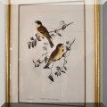 A53. Gould and Richter bird lithograph with gold frame. 